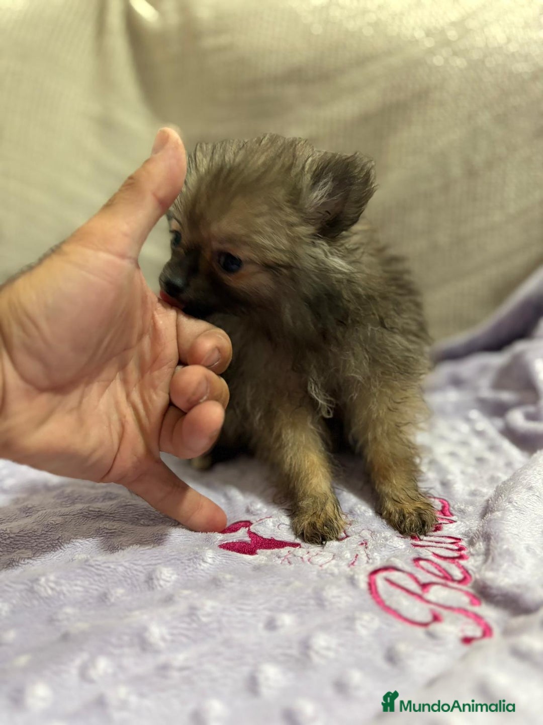 Pomerania perros en venta: Poo pomerania MICRO TOY  - Imagen 9