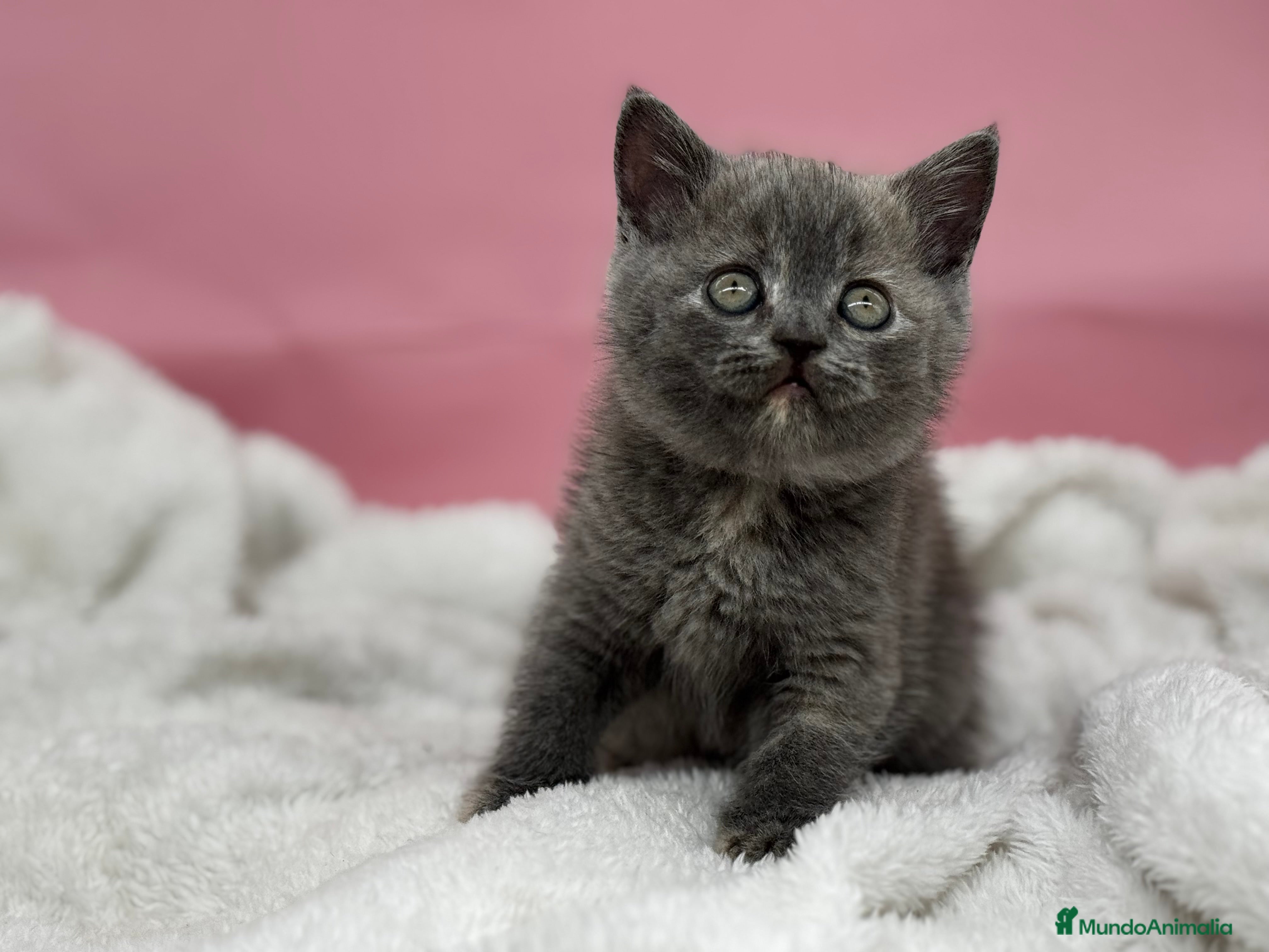 Británico de Pelo Corto gatos Última British  - Anuncio 2