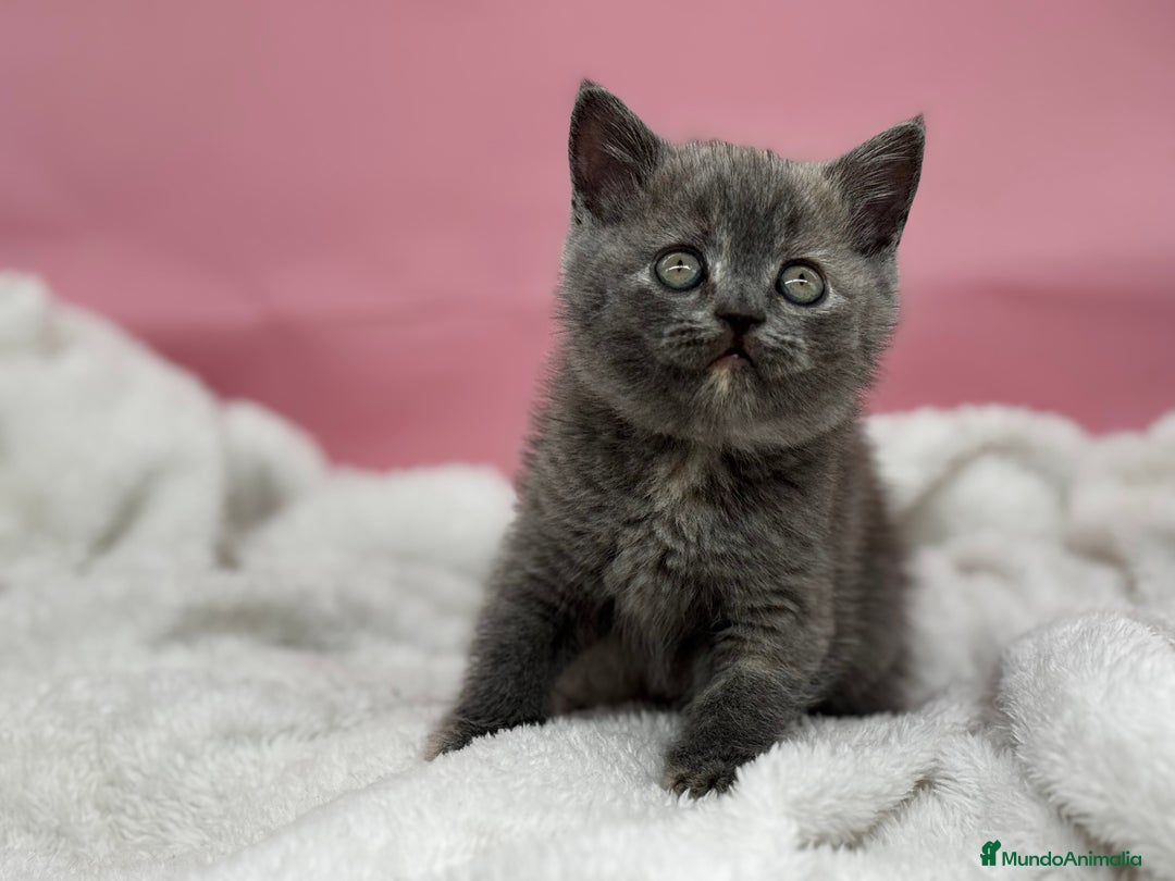 Británico de Pelo Corto gatos en venta: Última British  - Anuncio 1