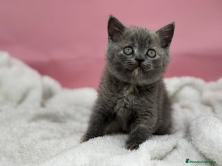 Británico de Pelo Corto gatos Última British - Anuncio 1