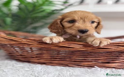 Otras razas perros en venta: COCKAPOO - Imagen 8