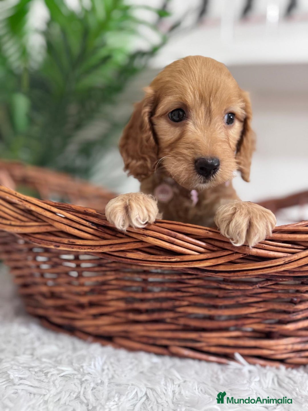 Otras razas perros en venta: COCKAPOO - Imagen 8