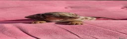 Teckel perros en venta: Teckel mini arlequín  - Anuncio 5