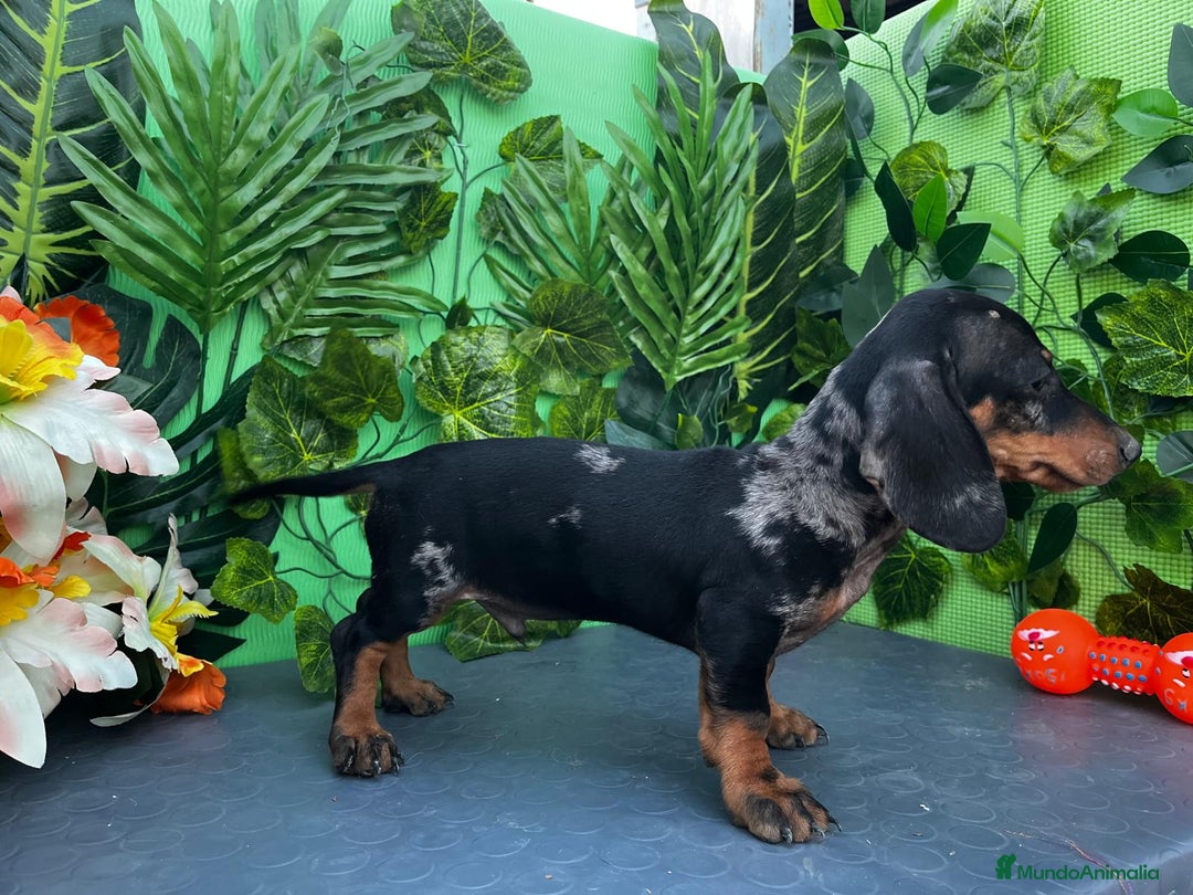 Teckel Miniatura perros en venta: 🐶🌭 ¡Cachorros Teckel en busca de hogar! 🐶🌭 - Imagen 2