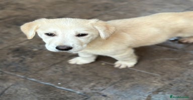 Labrador Retriever perros Labrador retriever  - Anuncio 1