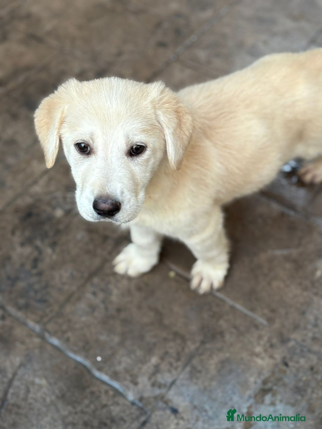 Labrador Retriever perros en venta: Labrador retriever  - Anuncio 2