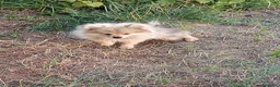 Pomerania perros en venta: Pomerania  - Anuncio 3