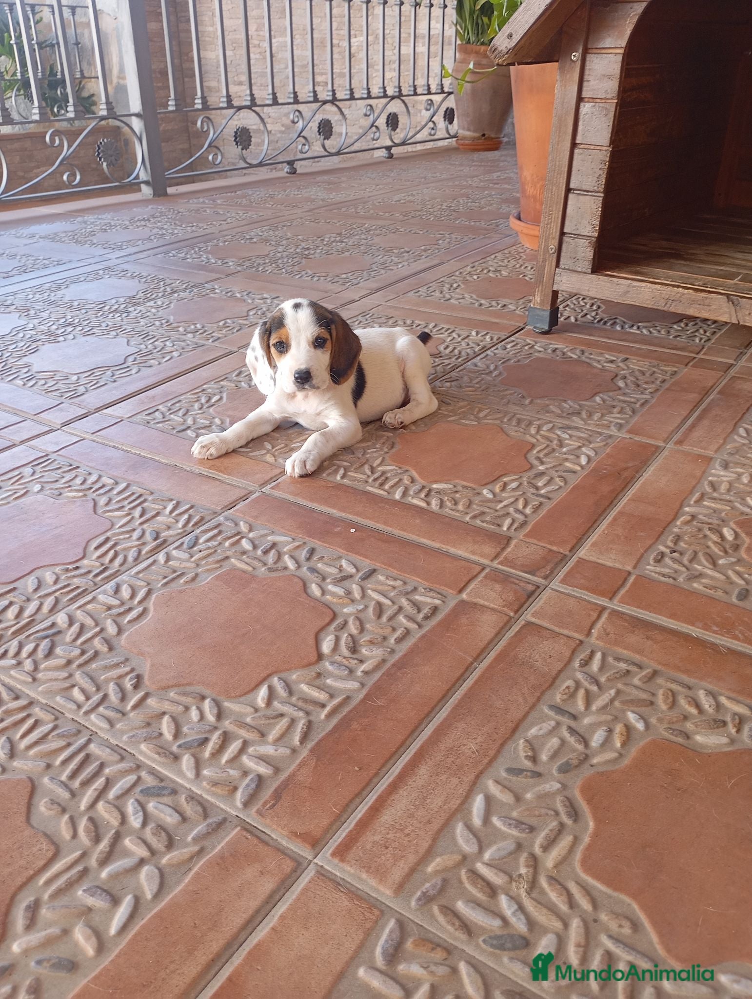 Beagle perros Beagles tricolores - Anuncio 22