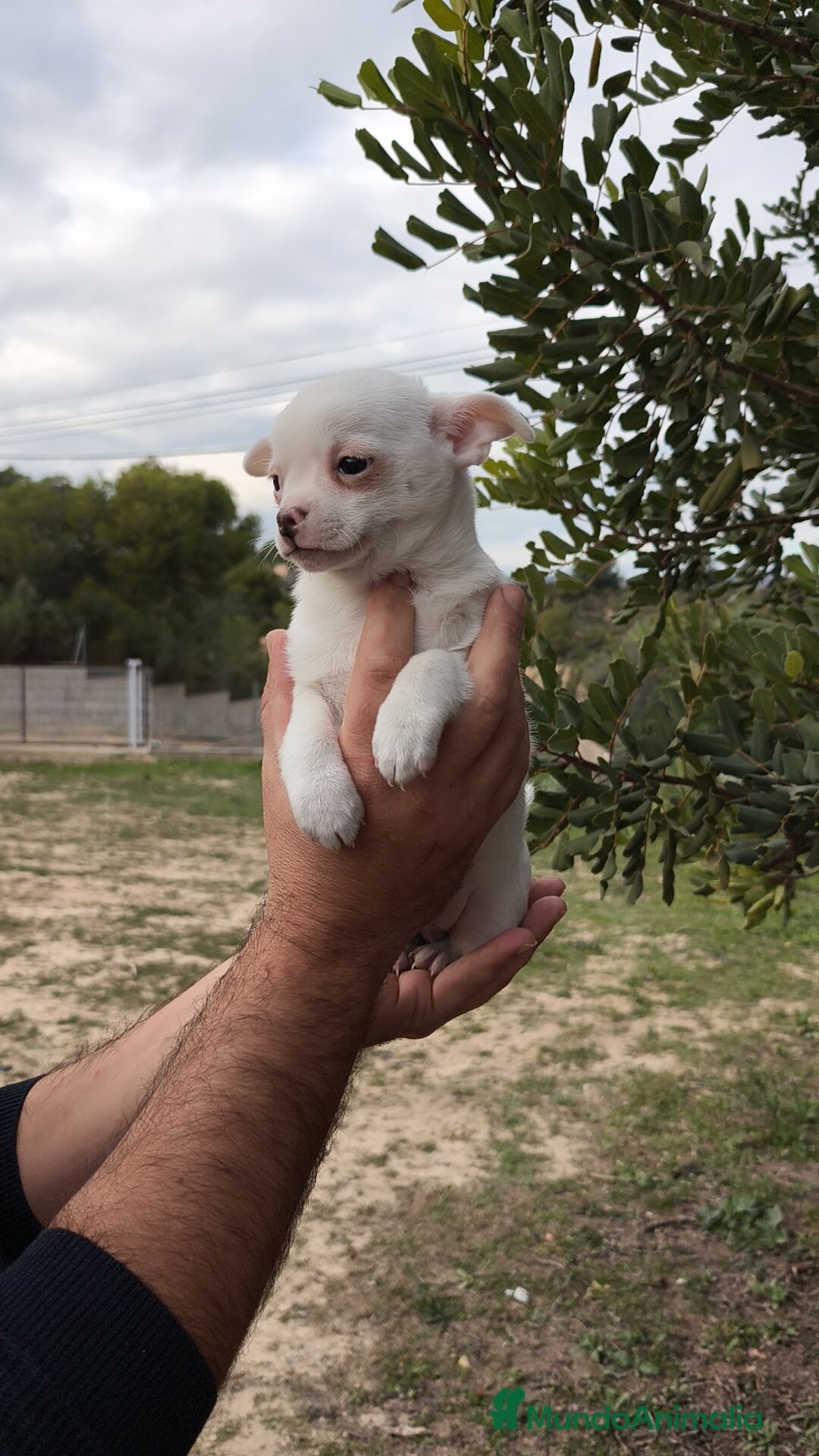 Chihuahua perros Chihuahua Blanco 🤍 Macho - Anuncio 7