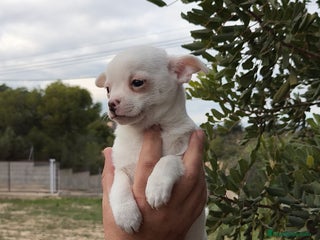 Chihuahua perros Chihuahua Blanco 🤍 Macho - Anuncio 2