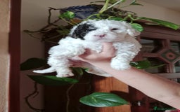 Perro de Agua Español perros en venta: Hembras - Imagen 4