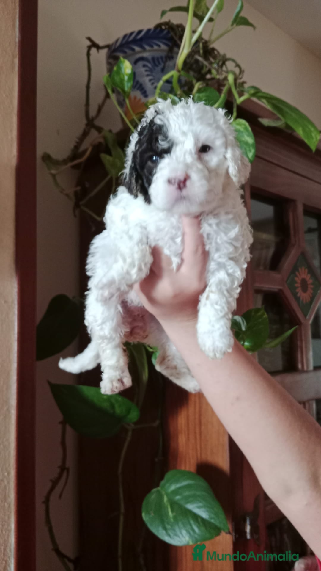 Perro de Agua Español perros en venta: Hembras - Imagen 4