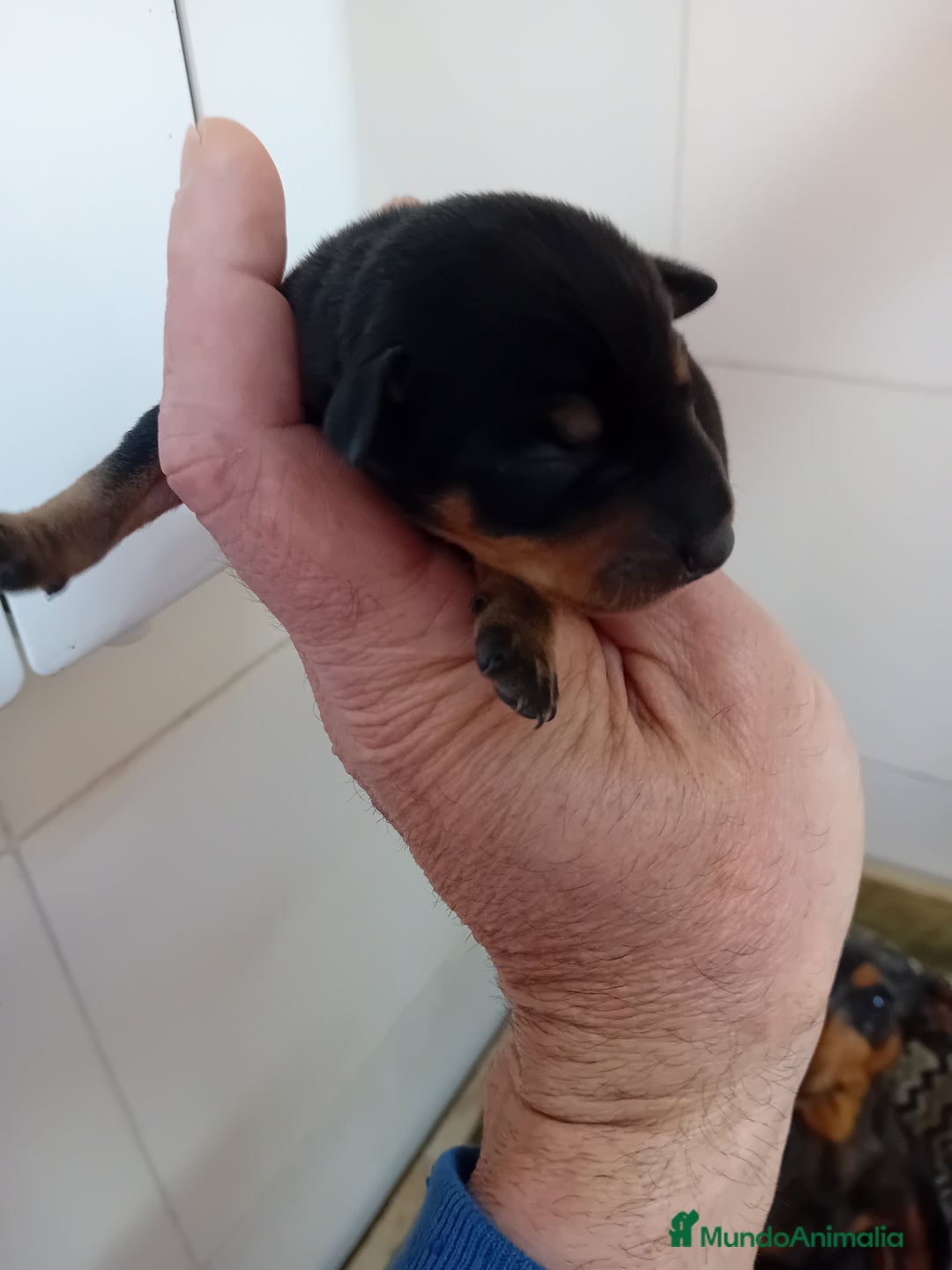 Pinscher Miniatura perros en venta: Picher autenticos - Imagen 8