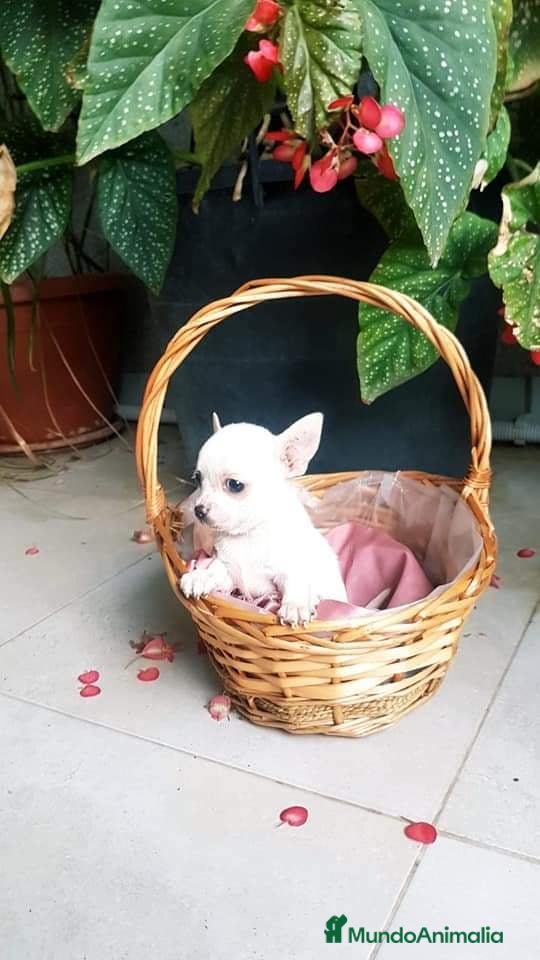 Chihuahua perros CHIHUAHUA HEMBRA TOY EXCLUSIVA  - Anuncio 2