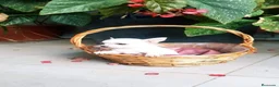 Chihuahua perros en venta: CHIHUAHUA HEMBRA TOY EXCLUSIVA  - Anuncio 1