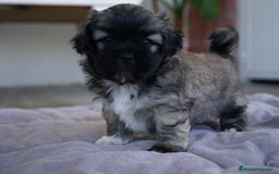 Maltipoo perros en venta: 🐾 Maxi y Boom – Maltipoo marrones con encanto  - Imagen 3