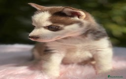 Husky Siberiano perros en venta: Husky siberiano  - Imagen 18