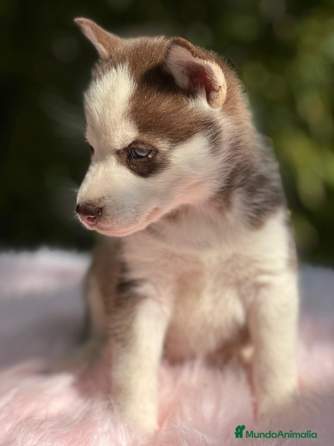 Husky Siberiano perros en venta: Husky siberiano  - Imagen 18