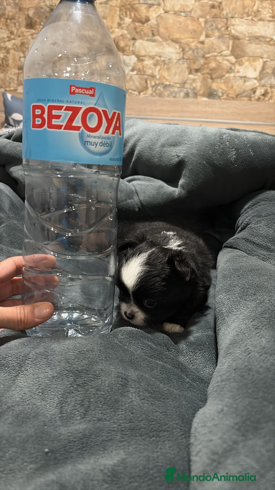 Chihuahua perros en venta: Chihuahua toy rusos pelo largo  - Anuncio 5