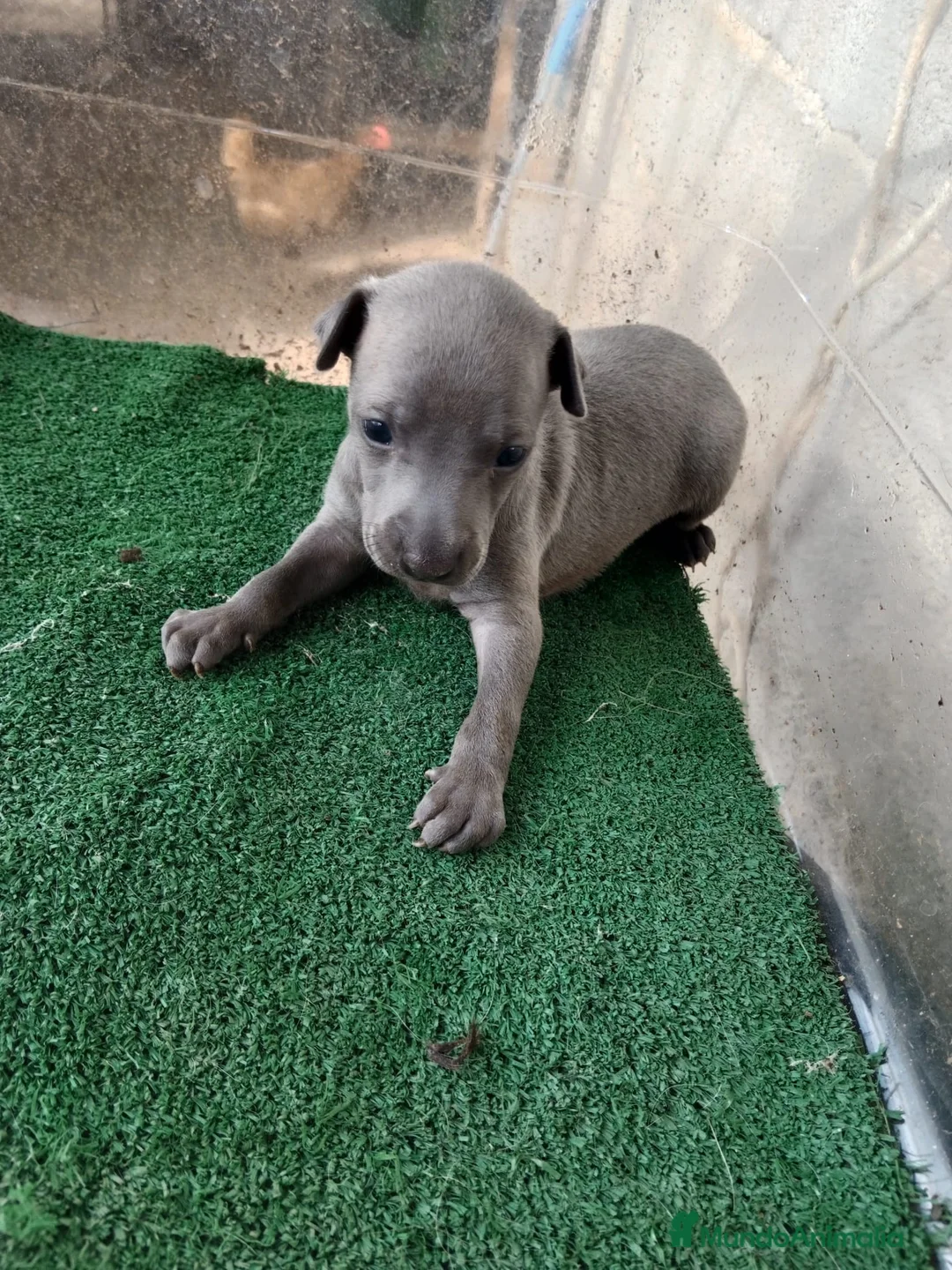 Pequeño Lebrel Italiano perros en venta: Galgo italiano lebrel macho y hembra blue - Anuncio 1