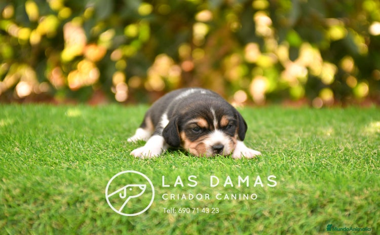 Beagle perros - Anuncio 3
