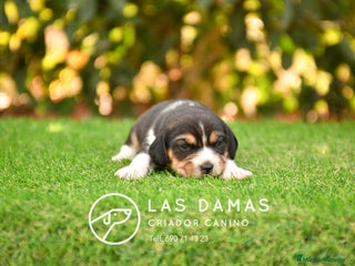 Beagle perros - Anuncio 1