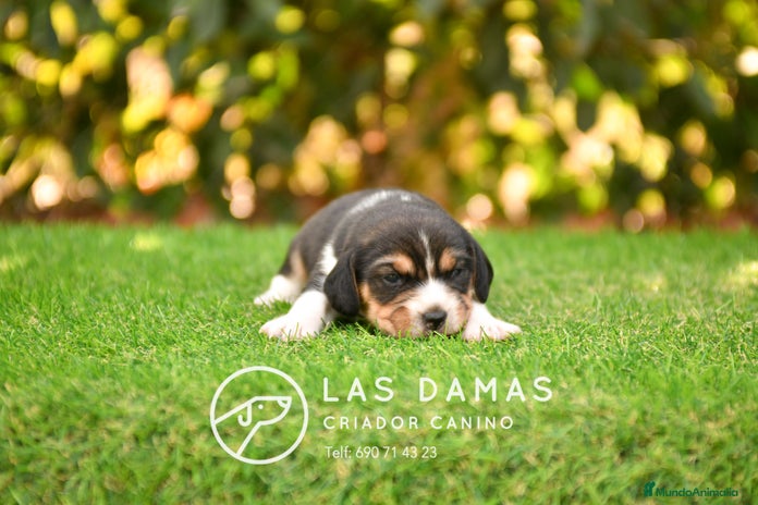 Beagle perros - Anuncio 1