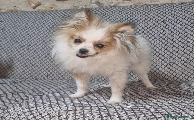 Pomerania perros - Propaganda 13