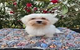 Bichón Maltés perros en venta: Bichon maltés americano  - Imagen 4