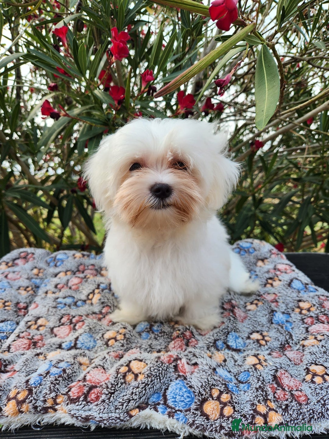 Bichón Maltés perros en venta: Bichon maltés americano  - Imagen 4