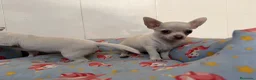 Chihuahua perros en venta: Cachorro chihuahua macho y hembra vainilla - Anuncio 3