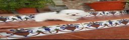 Pomerania perros en venta: Pomerania linea rusa - Anuncio 7