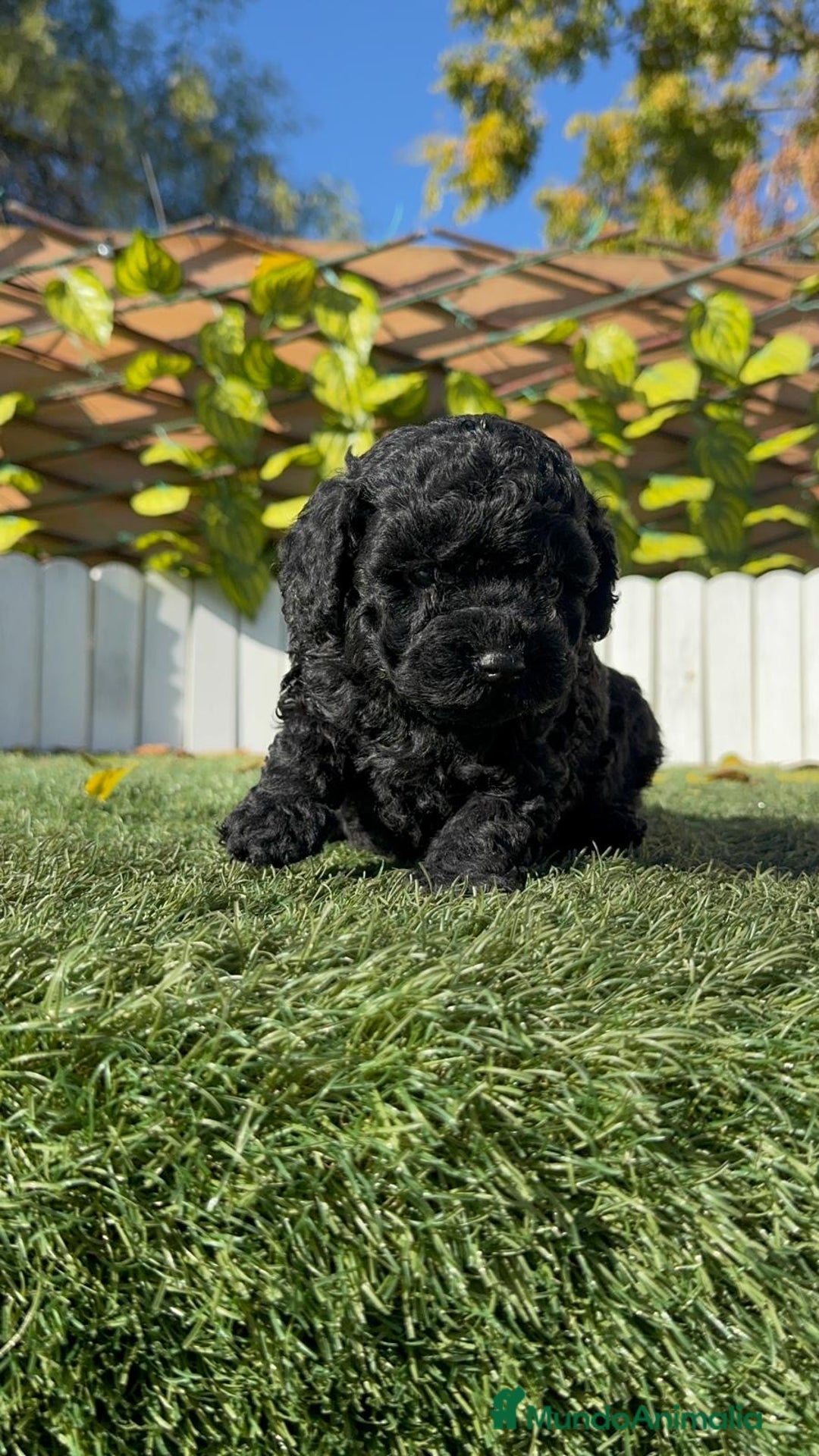 Caniche Toy perros en venta: CANICHE TOY  - Anuncio 16