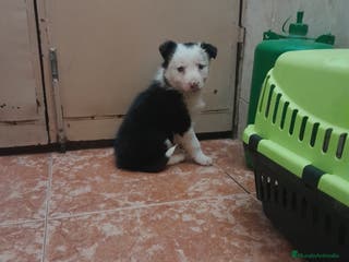 Border Collie perros BORDER COLLIE - Anuncio 1