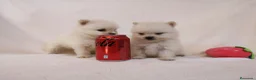 Pomerania perros en venta: IMPRESIONANTES POMERANIA MACHOS Y HEMBRAS  - Anuncio 22