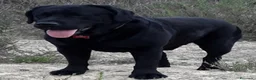 Labrador Retriever perros en venta: Cachorros labrador negro con pedigree  - Anuncio 5
