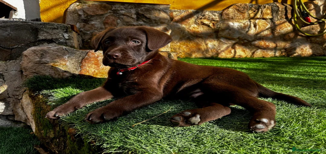 Imagen de galería {{count}}