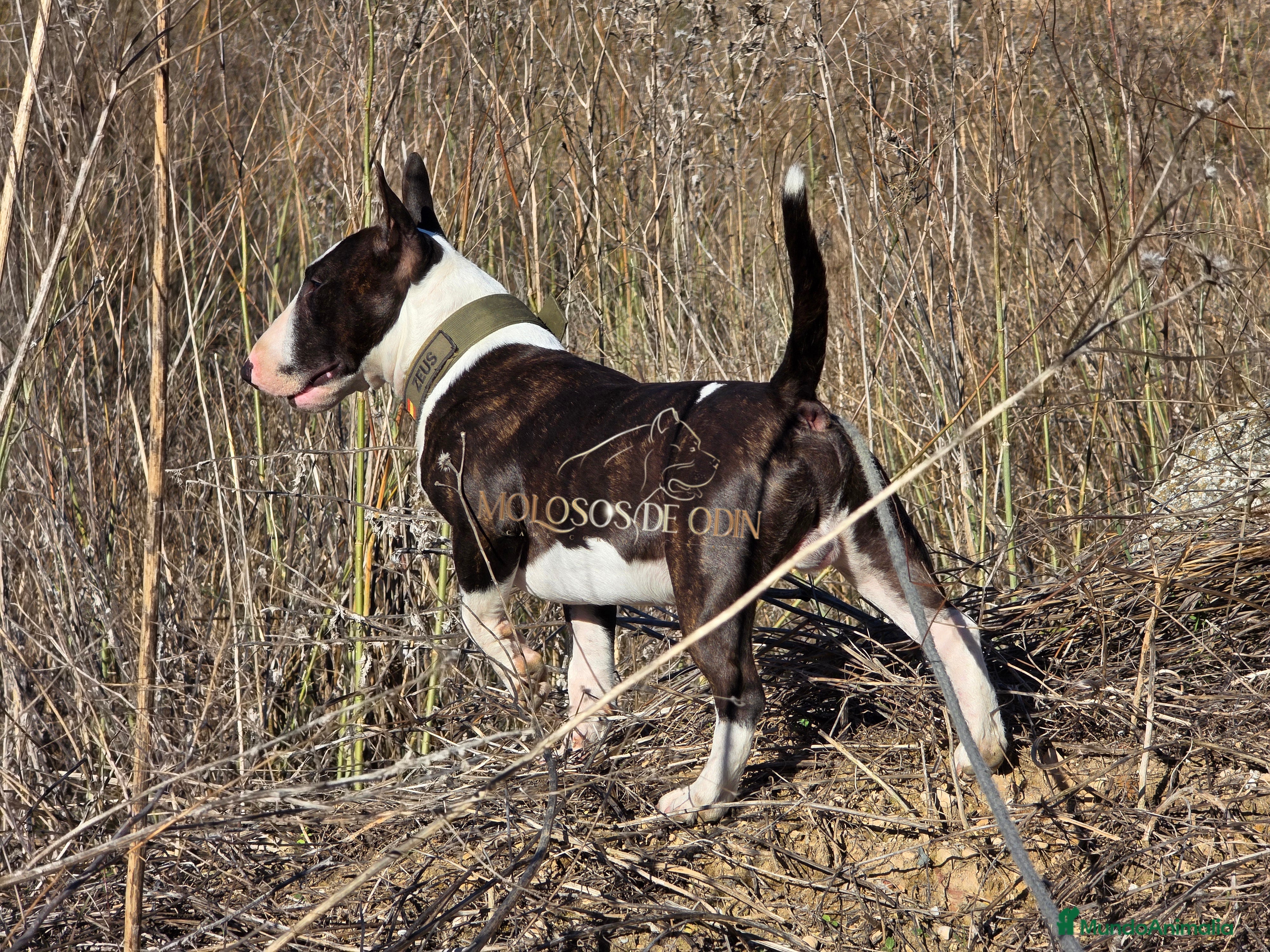 Bull Terrier Miniatura perros Bullterrier Macho abierto  a Montas - Anuncio 2