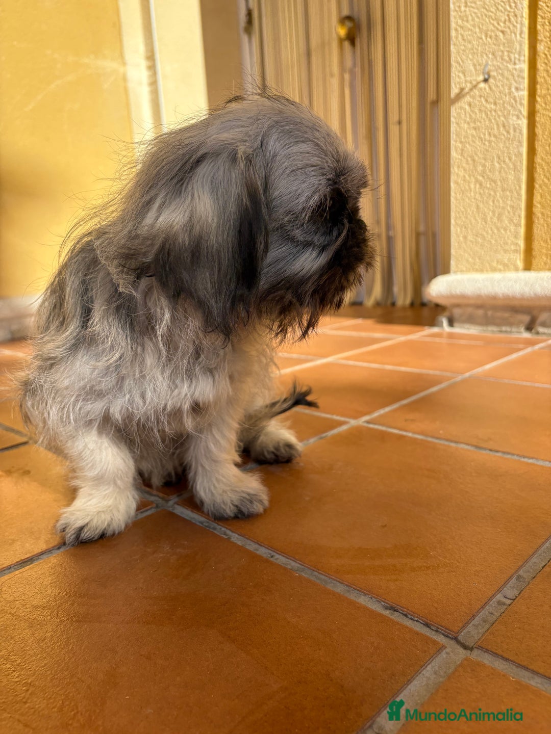 Pekinés perros en venta: Pekines imperial hembra preciosa  - Anuncio 24