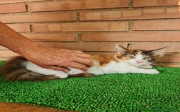 Maine Coon gatos en venta: Maine coom - Imagen 11