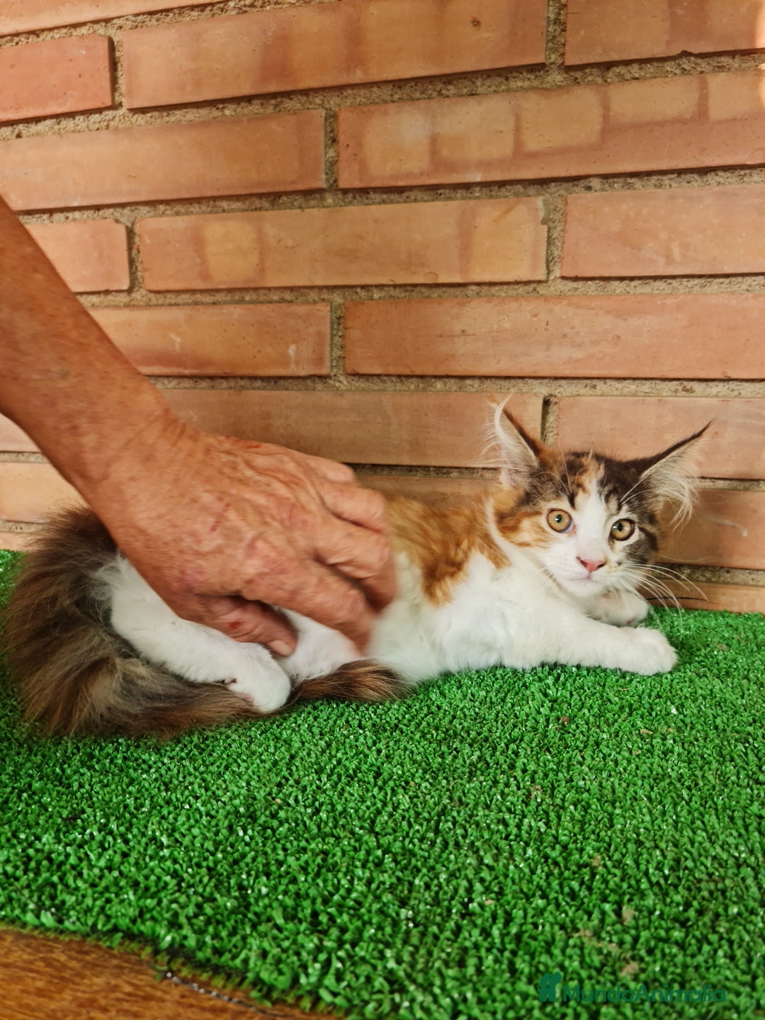 Maine Coon gatos en venta: Maine coom - Imagen 11