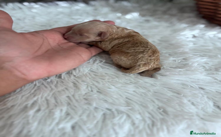 Caniche Toy perros - Anuncio 1