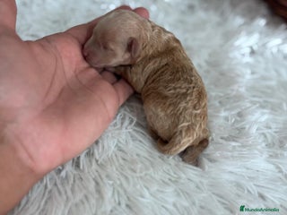 Caniche Toy perros - Anuncio 13