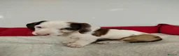 Teckel perros en venta: Teckel - Anuncio 7