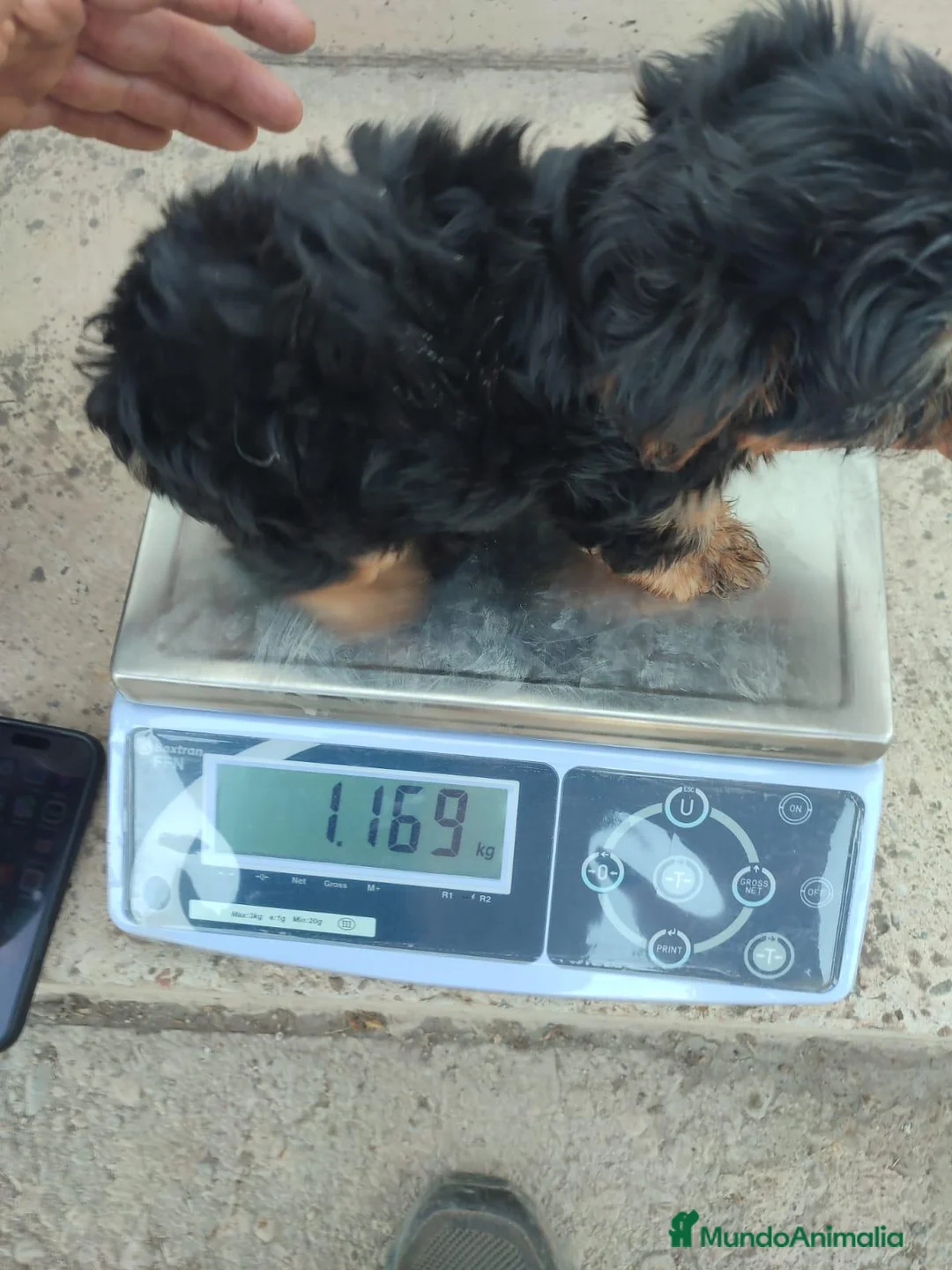 Yorkshire Terrier perros en venta: Yorkshire Pequeñitos - Anuncio 2