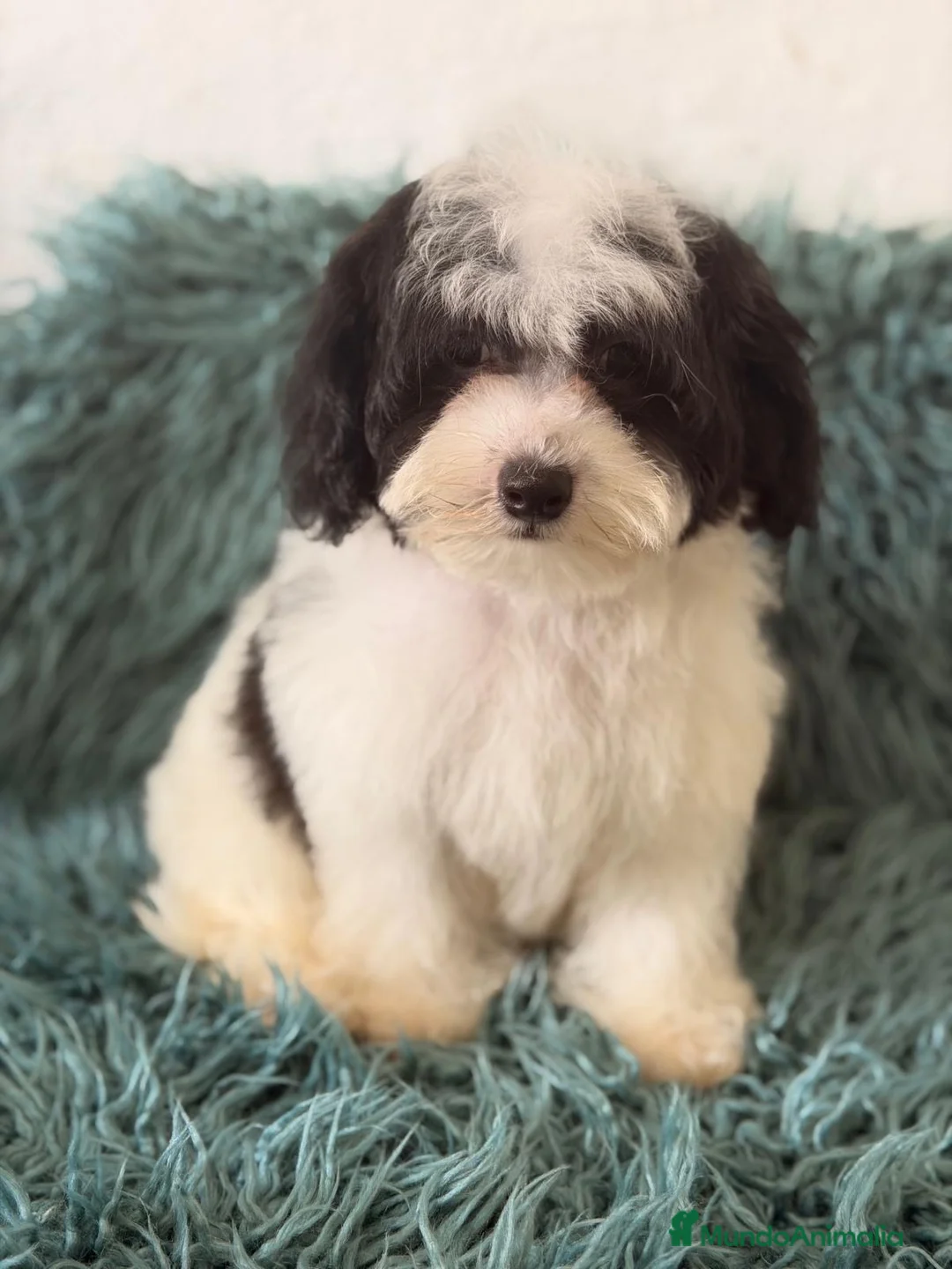 Maltipoo perros en venta: Maltipoo bicolor  - Anuncio 2