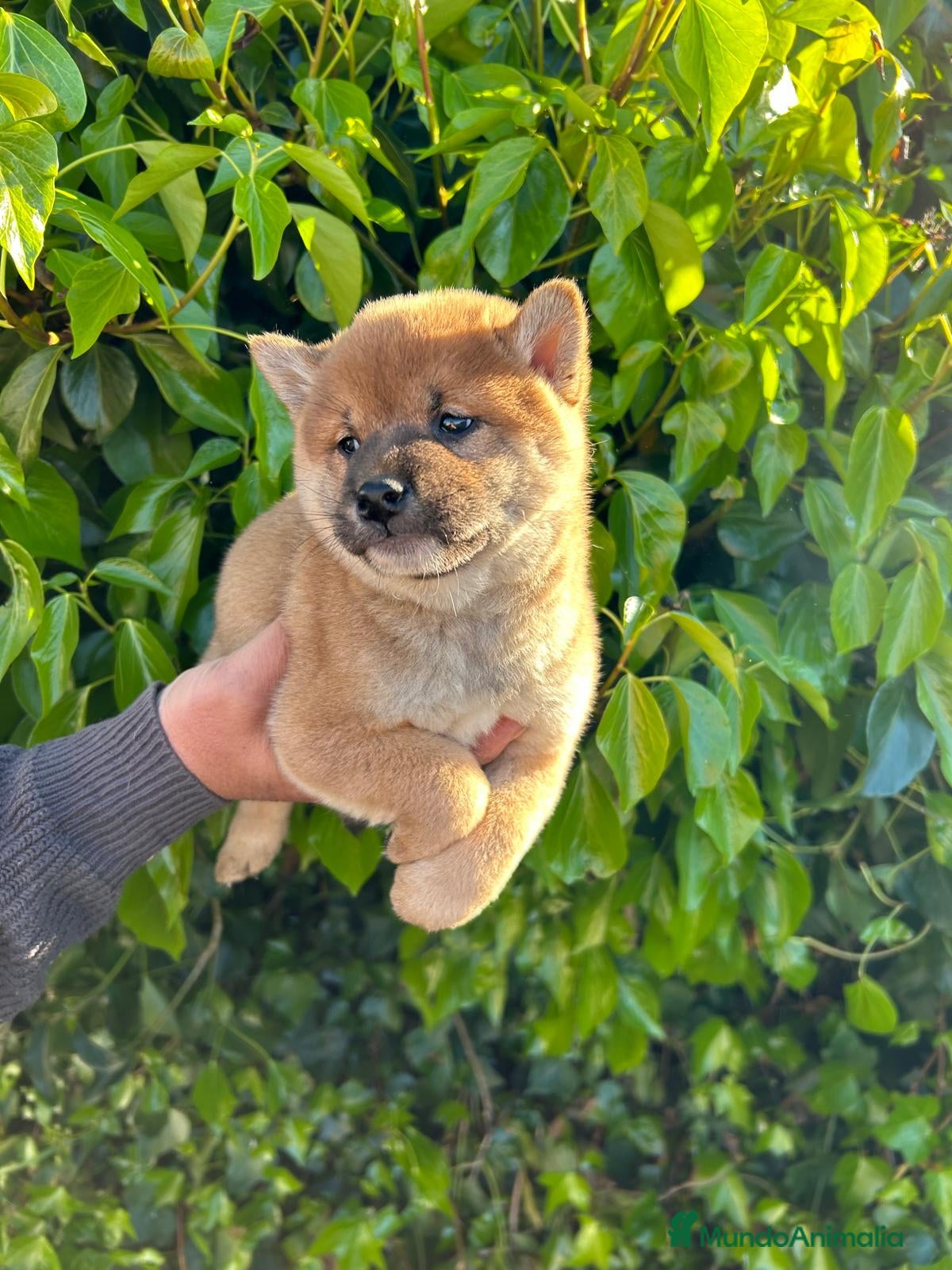 Shiba Inu perros Cachorros de Shiba Inu  - Anuncio 2