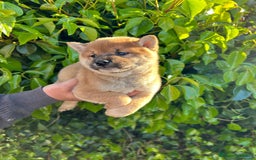 Shiba Inu perros en venta: Cachorros de Shiba Inu  - Imagen 2