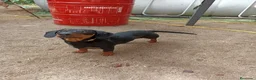 Teckel Miniatura perros en venta: Teckel macho negro fuego adulto – excelente línea - Anuncio 3