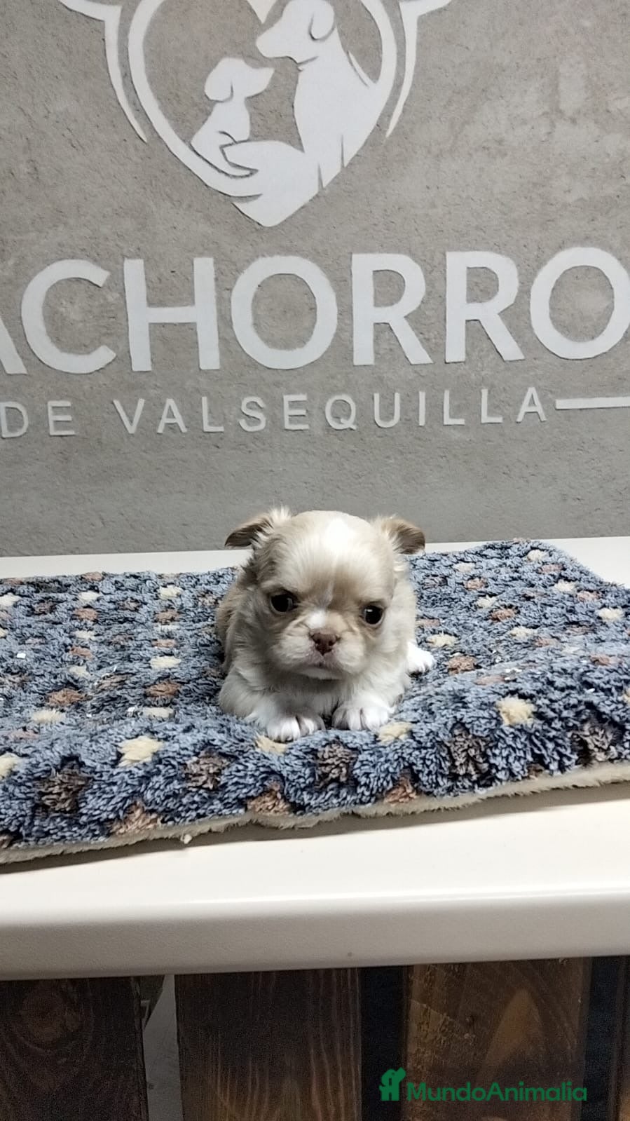 Chihuahua perros Chihuhua pelo largo  - Anuncio 1